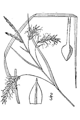Sprengel's Sedge