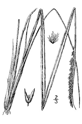 Northern Reedgrass