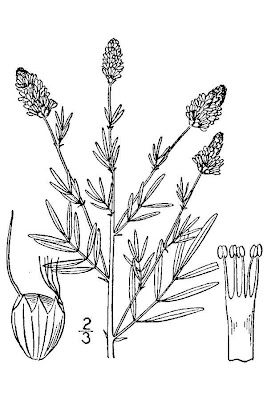 Dalea candida var. oligophylla,
white dalea,
white prairie clover,
white prairie-clover,
white prairieclover