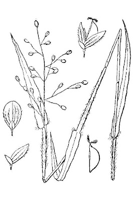Scribner's Panicgrass