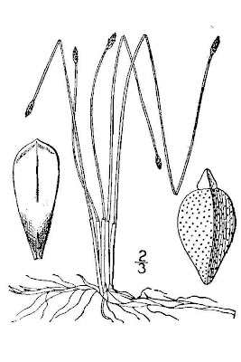 Slender Spike Rush