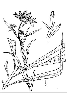 Kellerman's sunflower