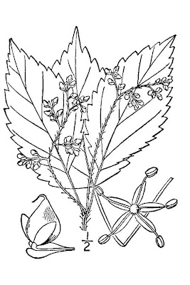 Wood-nettle