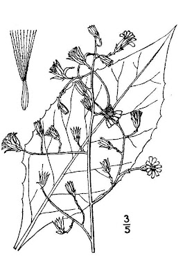 Lactuca floridana var. villosa,
woodland lettuce