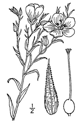 Berlandier's Yellow Flax