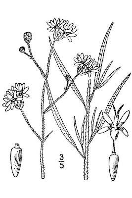 Palafoxia callosa,
small palafox,
small palafoxia