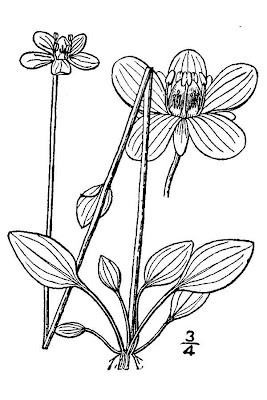 Smallflower Grass Of Parnassus