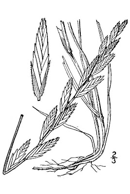 Western Wheatgrass