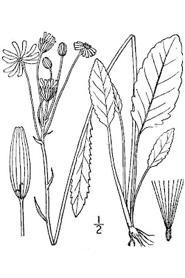 Packera tomentosa,
woolly ragwort