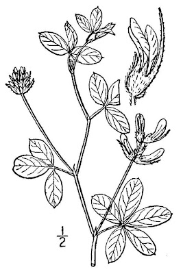 Silverleaf Indian Breadroot