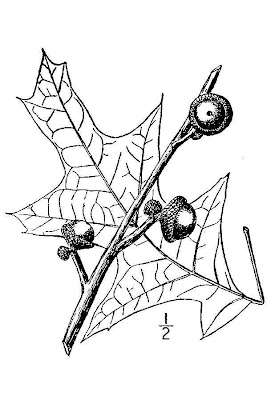 Quercus pagoda,
cherry-bark oak,
cherrybark oak,
texas oak