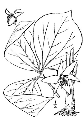 Whip-poor-will Flower