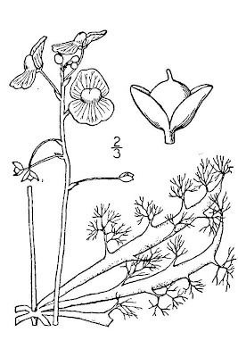 Large Swollen Bladderwort