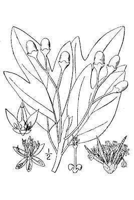 Sassafras