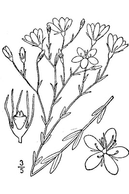 Sabatia brevifolia,
shortleaf rose gentian