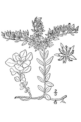 Wild Stonecrop