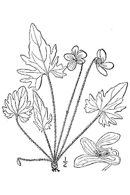 Early blue violet