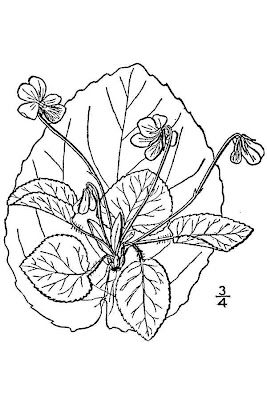 Round-leaf Violet