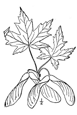 Acer saccharinum
