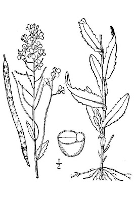 Spreading Rockcress