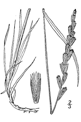 False quackgrass