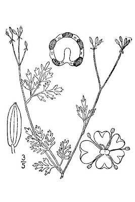 Spreading Chervil