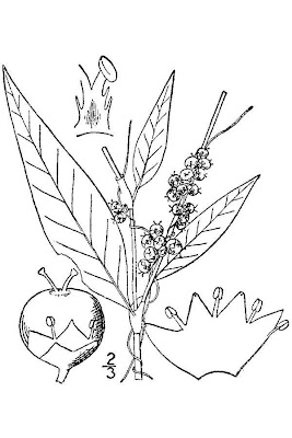Smartweed Dodder