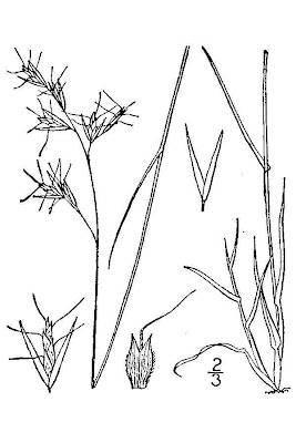 Poverty Wild Oat Grass