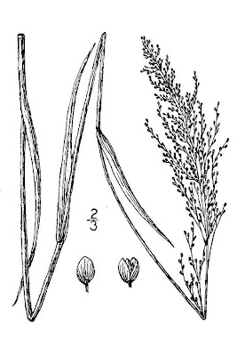 Eaton's Rosette Grass Eaton's Rosette Grass