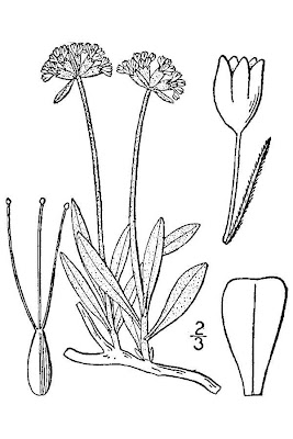 Few-flower wild buckwheat