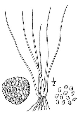 Ames' quillwort Ames' quillwort
