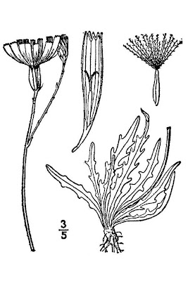 Dente di leone ramoso