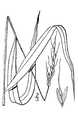 Black-seed mountain-rice grass Black-seed mountain-rice grass