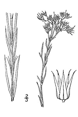 Smooth Forked Nailwort