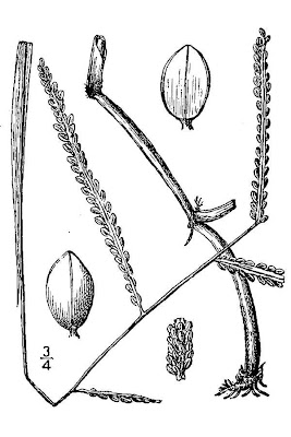 Hairy-seed Paspalum