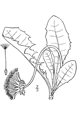 Common Dandelion
