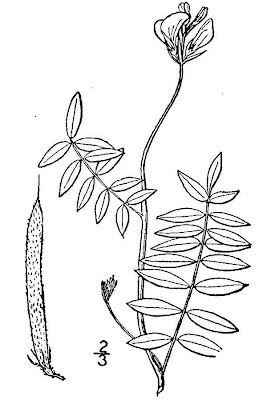Sprawling Hoarypea