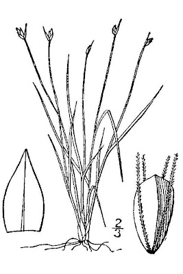 Clinton's bulrush