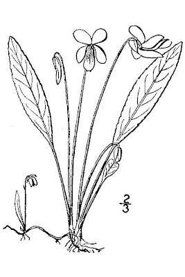 Lance-leaf Violet