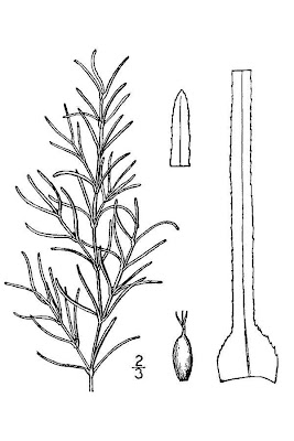 Najas guadalupensis,
common waternymph,
Florida waternymph,
Guadalupe waternymph,
Muenscher's waternymph,
na�ade de la Guadeloupe,
na&iuml;ade de la Guadeloupe,
southern naiad,
southern waternymph