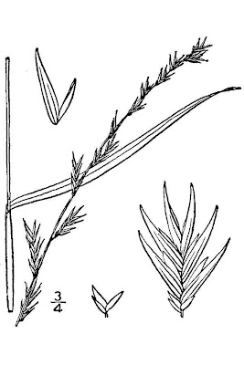 Slender Chasmanthium