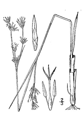 Smooth Saw-grass
