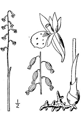 Late Coralroot