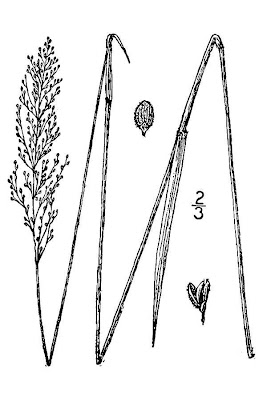 Eaton's Rosette Grass Eaton's Rosette Grass