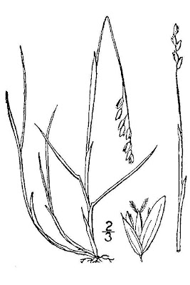 Arctic Sweetgrass Arctic Sweetgrass