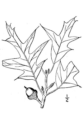 Quercus falcata,
ch&ecirc;ne rouge,
southern red oak,
Spanish oak