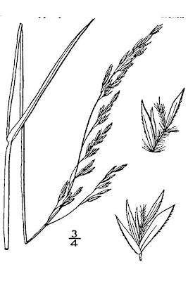 Purple False Oat