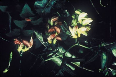 Hawai'i vetch