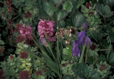 Aconitum delphinifolium - Sedum rosea