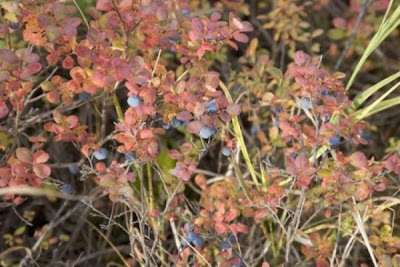 Vaccinium var.